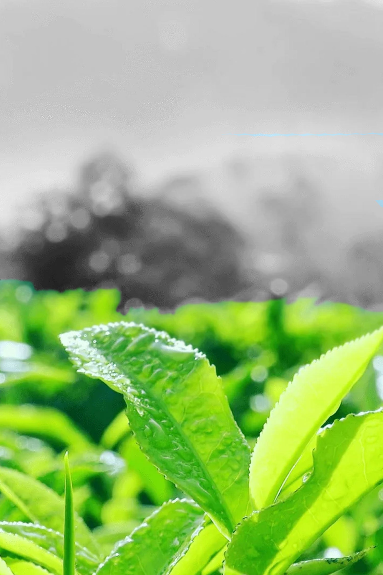 green-tea-hair-loss